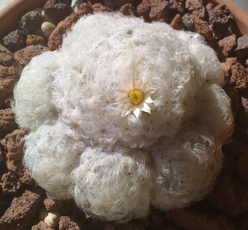 Mammillaria plumosa